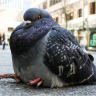 pigeonfart