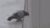 KUYg6gJ.gif