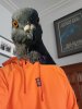 Pigeon hoodie small.jpg