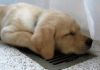Puppy-Sleeping-vent.gif