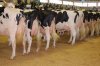 cows.jpg