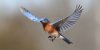 bluebird_in_flight.jpg