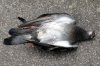 Dead_pigeon_IMG_1284.jpg