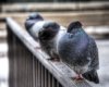 killer_pigeon_wearing_beret_by_spudart.jpg