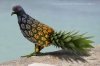 pigeon-pineapple.jpg