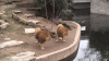 lion-fail.gif