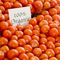 Organic-Tomatoes-more-nutrition-article.jpg